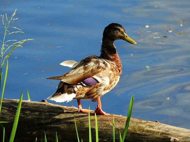 De bedste strategier til svære krydsord