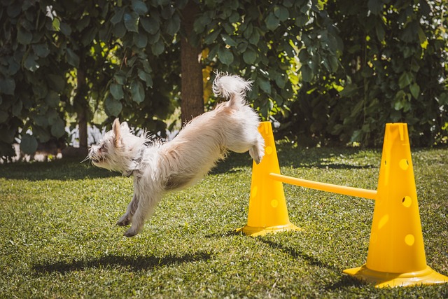 Dumbbell fra Trixie: Den ultimative træningspartner til din hund