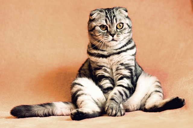 Katteurtens helbredende egenskaber: Kan det lindre din kats stress?